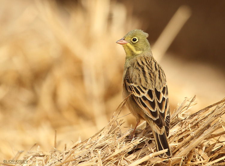  Ortolan Bunting Emberiza hortulana .   Ketura Arava valley,07-04-10.Lior Kislev                 